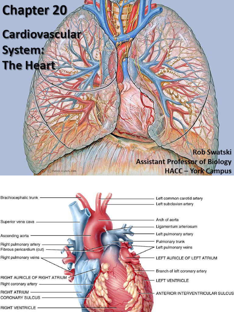 Heart Anatomy and Function Overview | PDF | Heart Valve | Heart