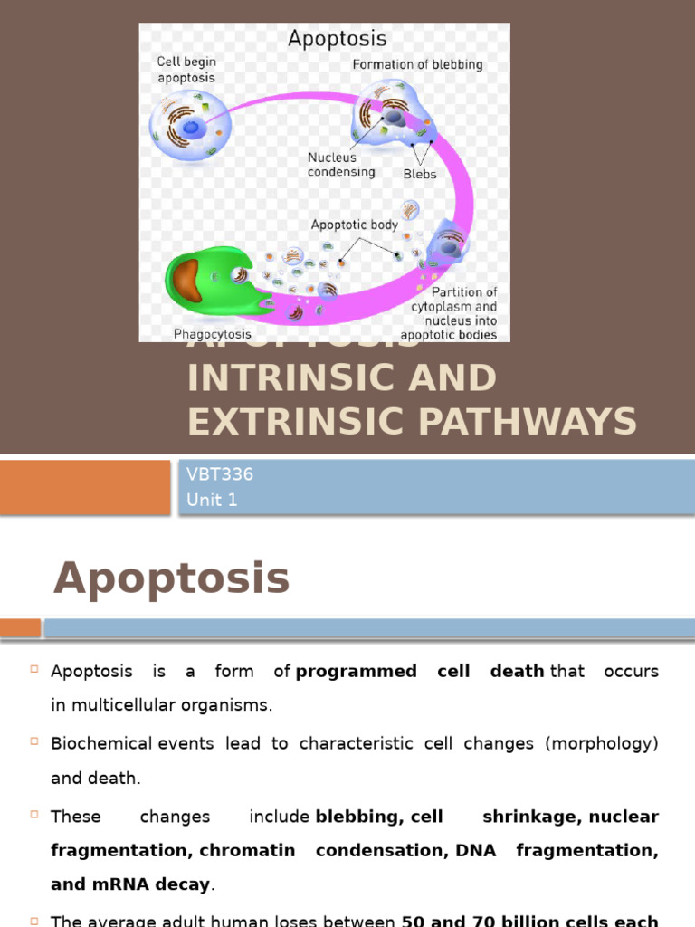 Apoptosis: Intrinsic & Extrinsic Pathways | PDF | Apoptosis | Caspase