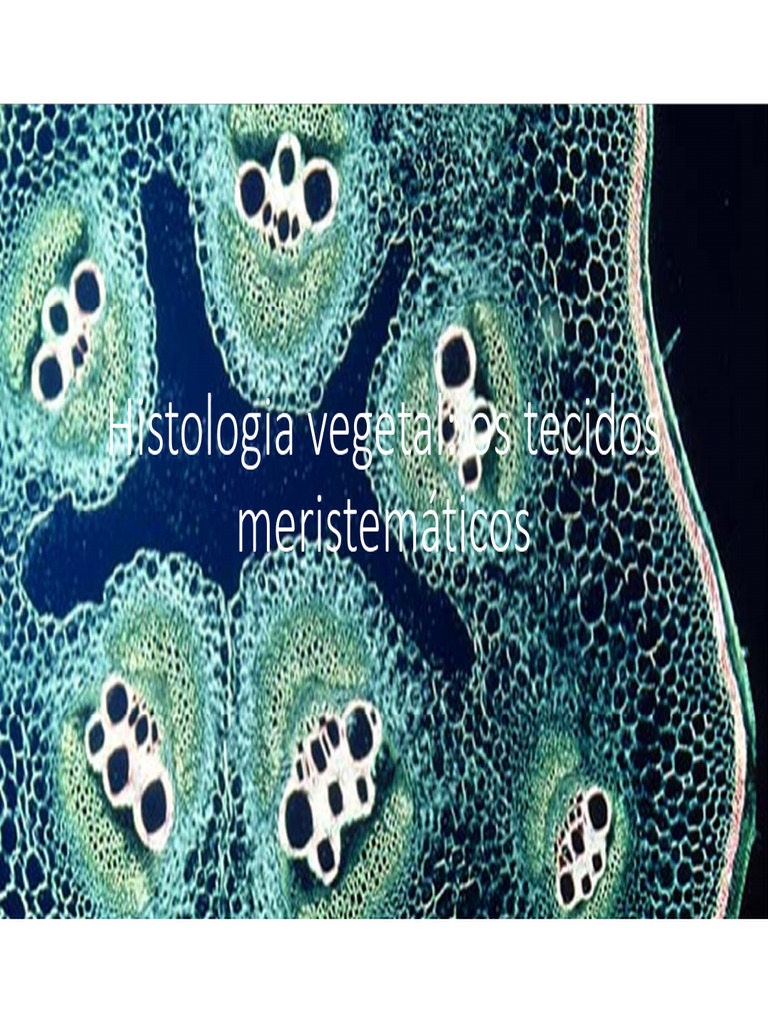 Tecidos Meristemáticos e Morfologia Floral | PDF | Semente | Plantas