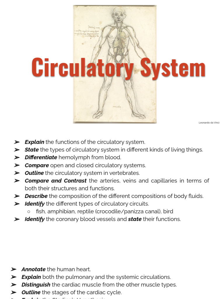 Circulatory System | PDF | Heart Valve | Diastole