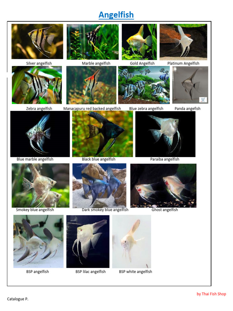 Angelfish | PDF