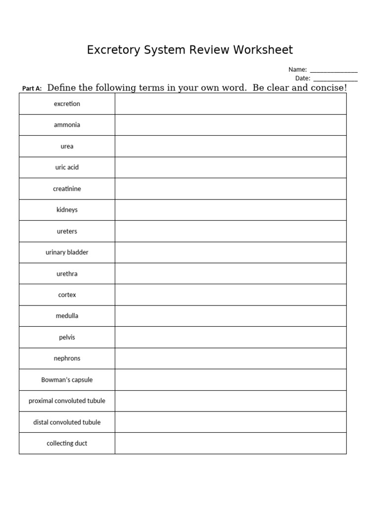 Excretory System Review Worksheet | PDF | Kidney | Urinary System