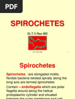 Download Spirochetes by doctorrao SN95807542 doc pdf