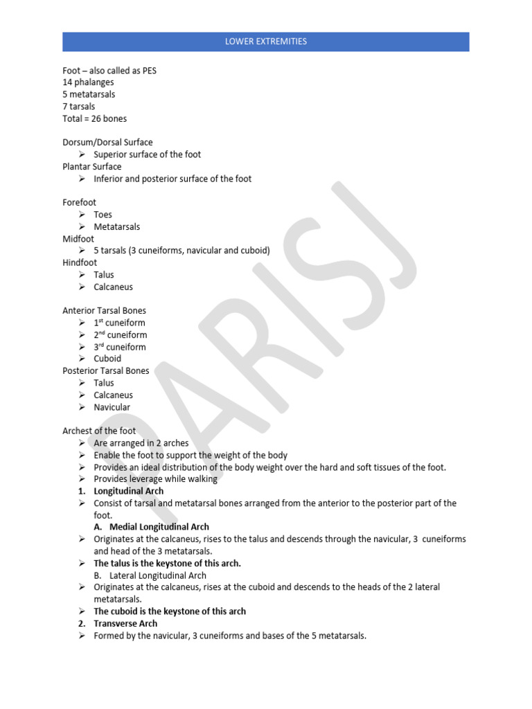 Lower Extremity Words | PDF | Foot | Knee