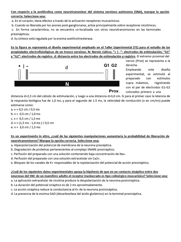 Ejs 1er Parcial Neurociencias Completo | PDF | Sinapsis | Neurona