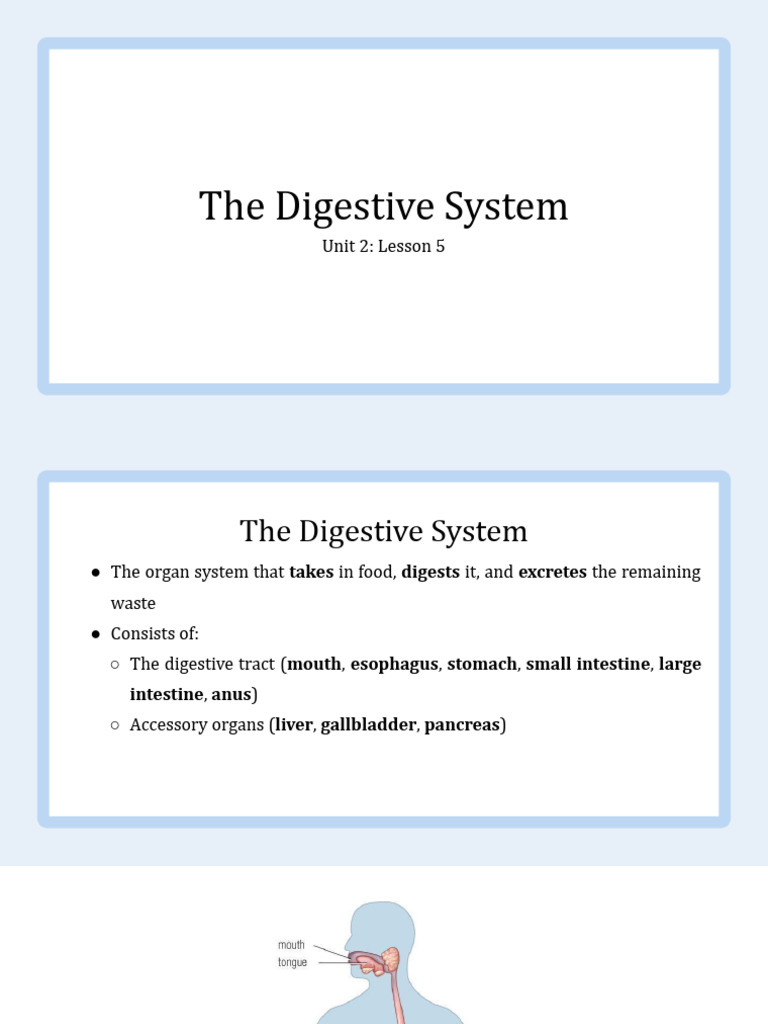 2.5 Digestive System | PDF | Human Digestive System | Gastrointestinal ...