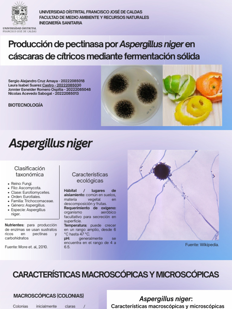 Producción de pectinasa con A. niger en cítricos | PDF | Residuos | Agrios