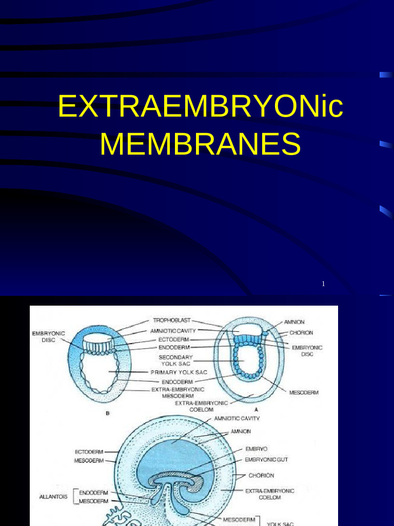 Extra Embryonic Membrane Development | PDF | Embryo | Anatomy