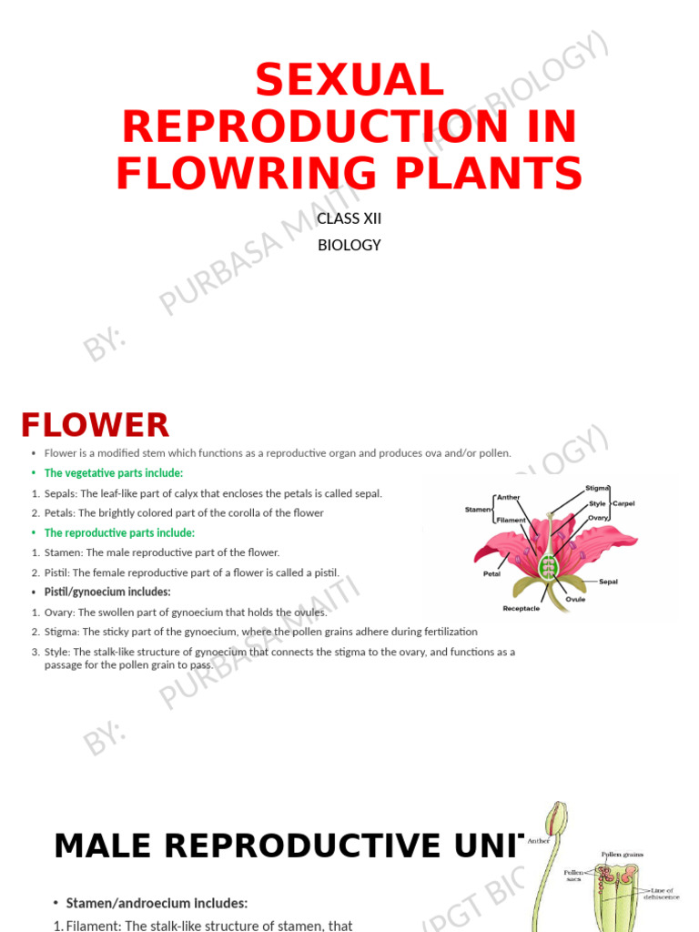 Sexual Reproduction in Flowering Plants | PDF | Seed | Flowers