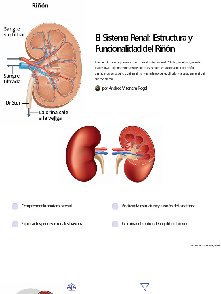 El Sistema Renal Estructura y Funcionalidad Del Riñon | PDF | Riñón