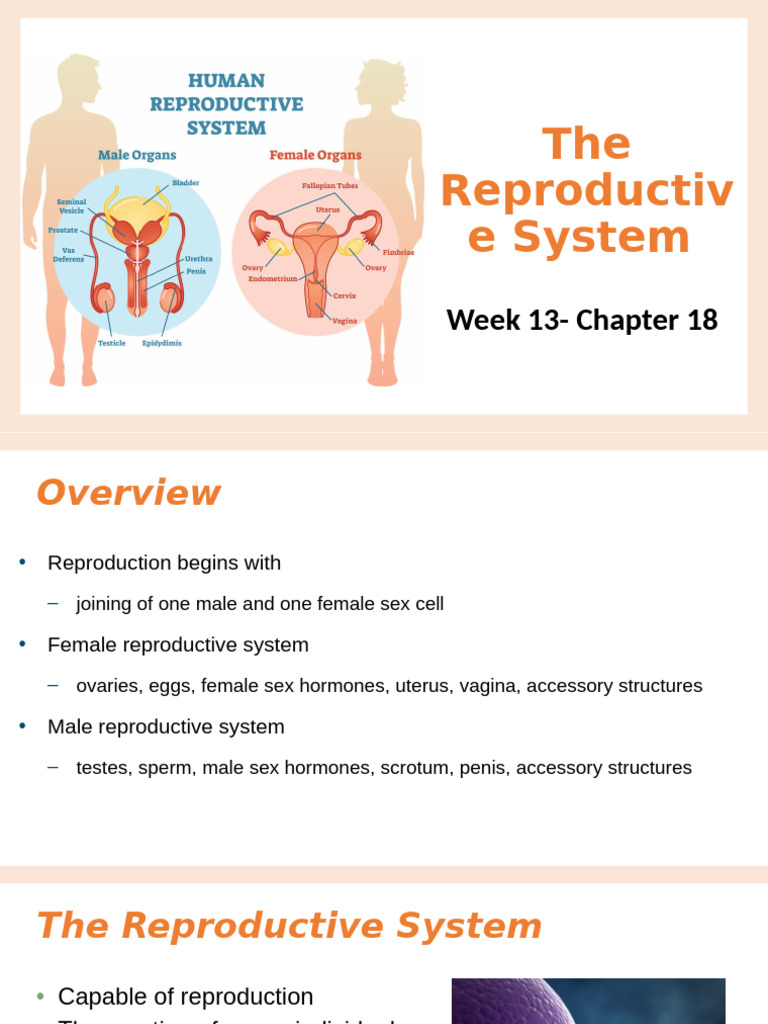 Overview of Male and Female Reproductive Systems | PDF | Labia ...