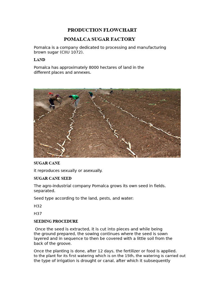 Pomalca Sugar Factory Production Process | PDF | Sugarcane | Sugar