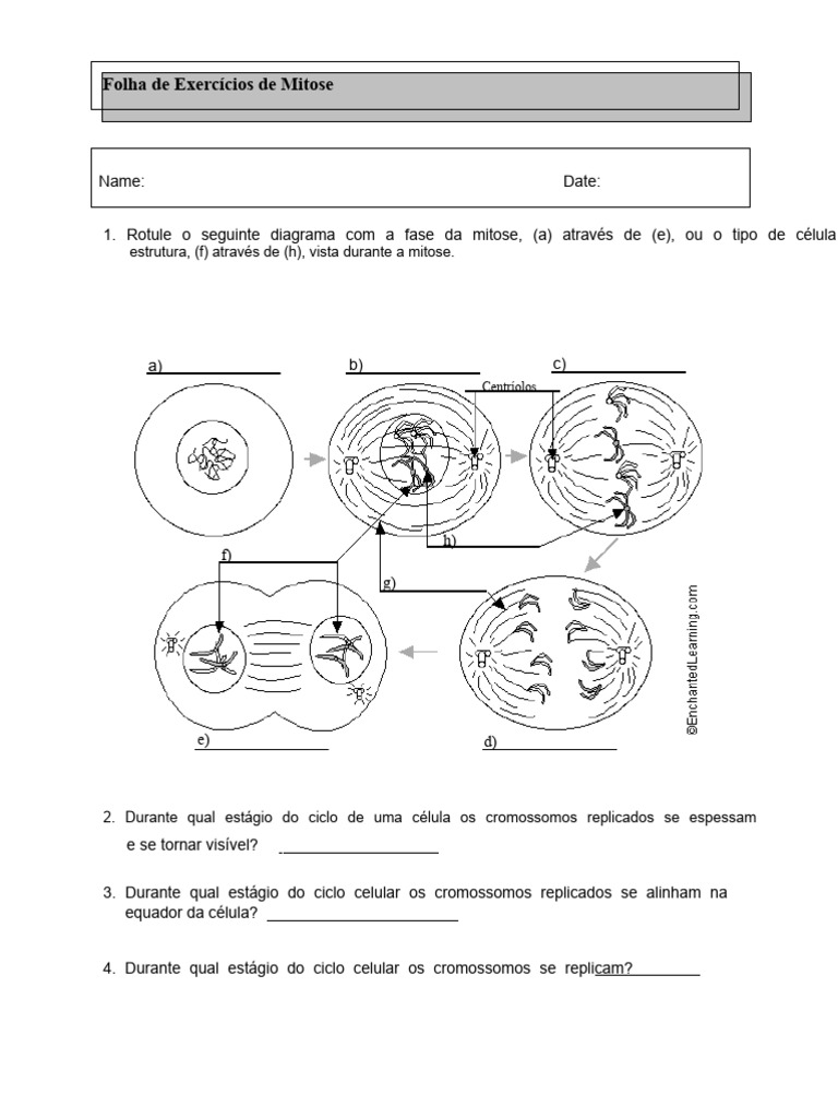 Exercícios sobre Fases da Mitose | PDF