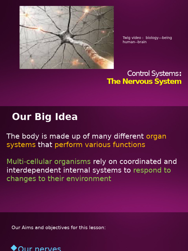 Understanding the Nervous System | PDF | Central Nervous System ...