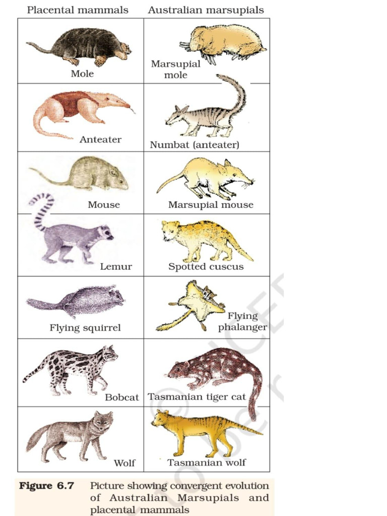 Mammals | PDF