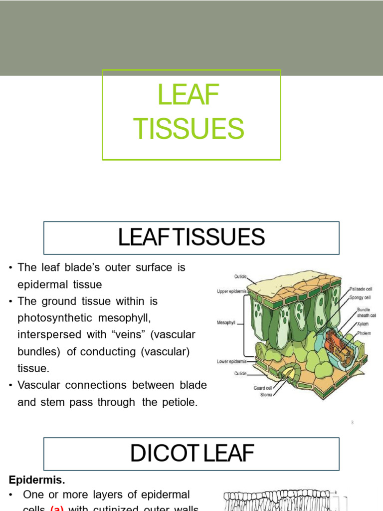 Leaf Tissues | PDF | Leaf | Tissue (Biology)