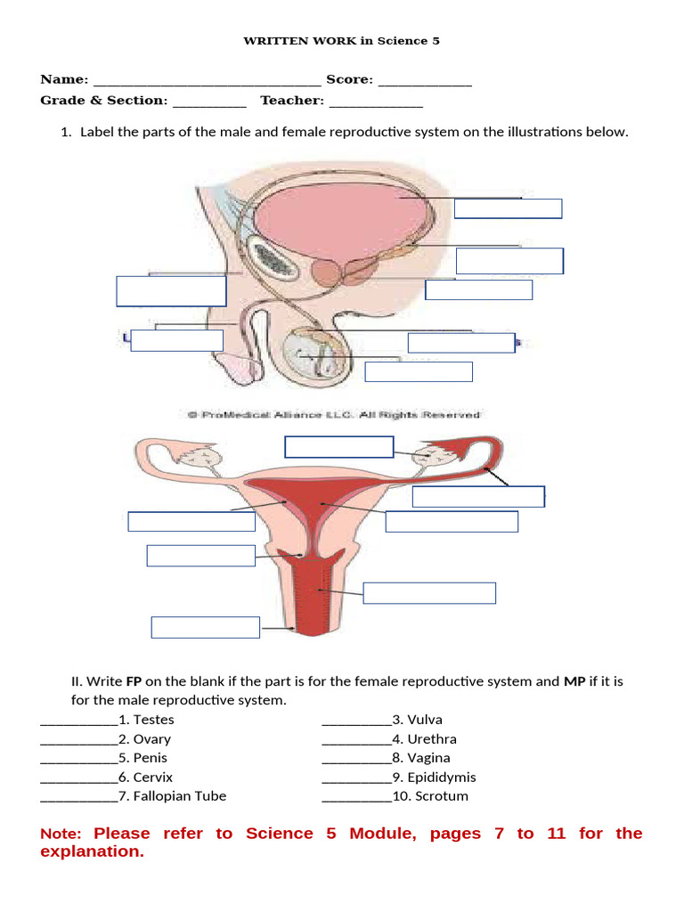 Science 5 Worksheet q2 | PDF
