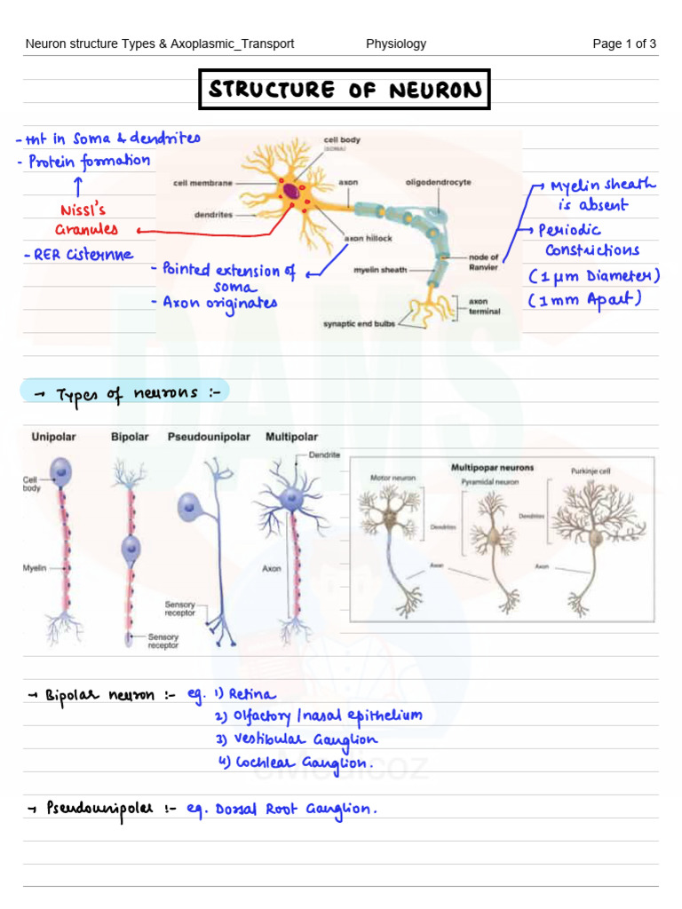 Neuron Types and Axoplasmic Transport | PDF