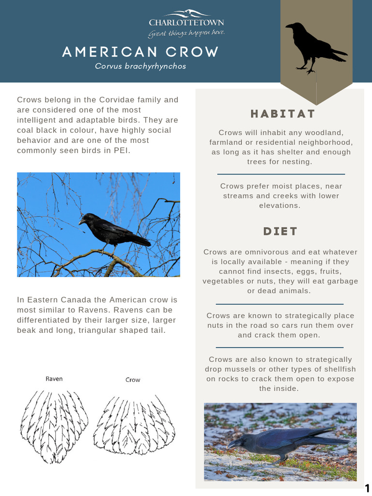 American Crow: Behavior and Habitat Insights | PDF | Birds | Holarctic ...