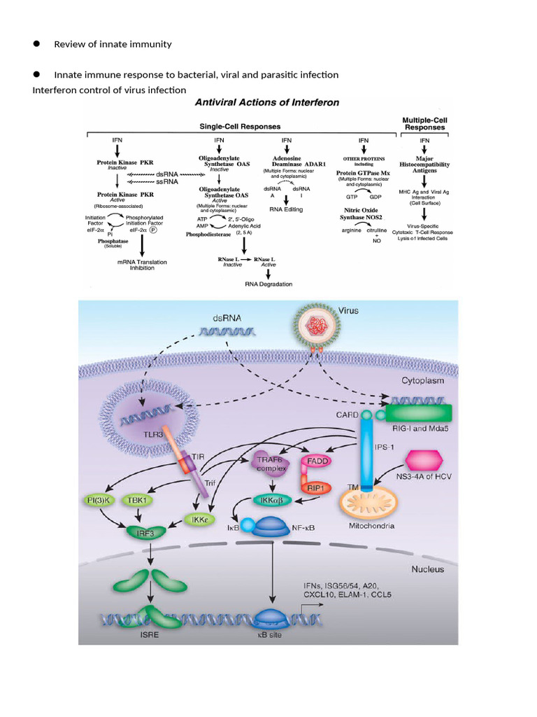 Innate Immunity: Mechanisms & Responses | PDF | Innate Immune System ...