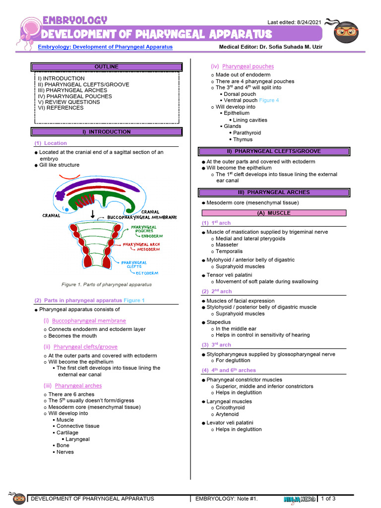 Pharyngeal Apparatus Development in Embryology | PDF | Parathyroid ...