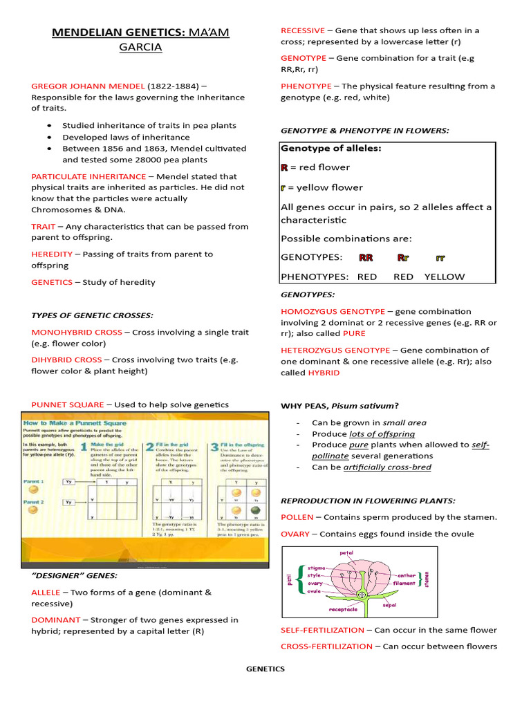 Mendelian Genetics Overview and Concepts | PDF | Dominance (Genetics ...