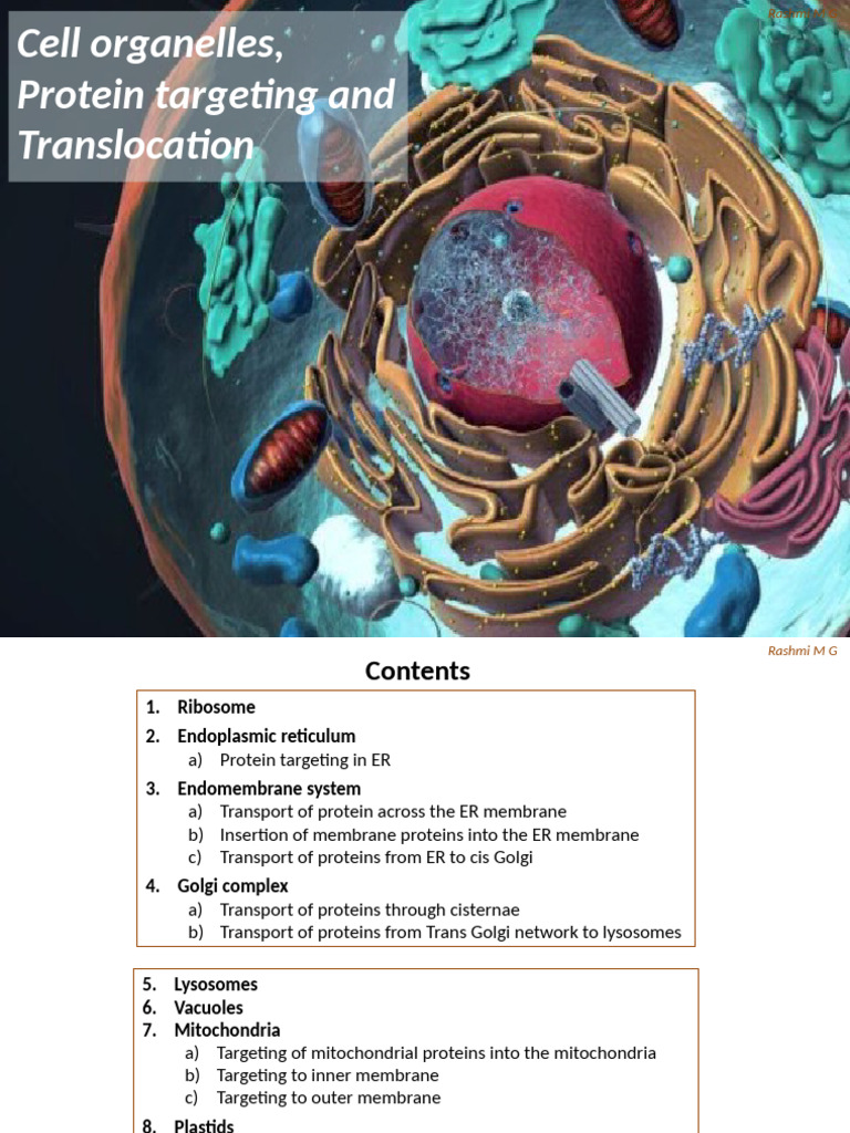 Cell Organelles and Protein Targeting | PDF | Endoplasmic Reticulum ...