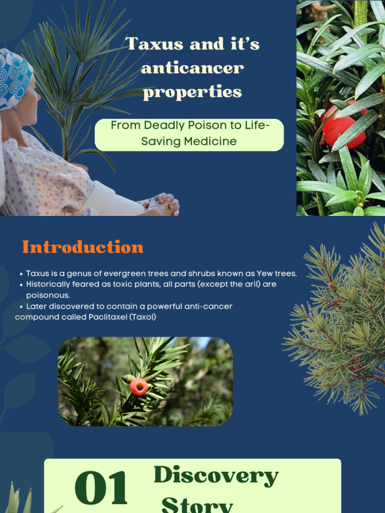 Taxus: Anticancer Properties of Yew Trees | PDF | Chemotherapy ...
