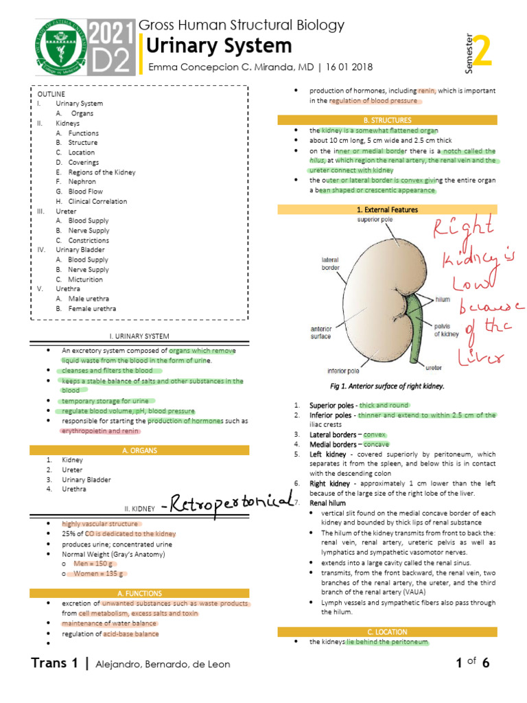 Urinary System Overview and Anatomy | PDF | Kidney | Urination
