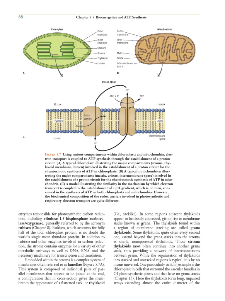 ATP Synthesis in Chloroplasts and Mitochondria | PDF | Photosynthesis ...