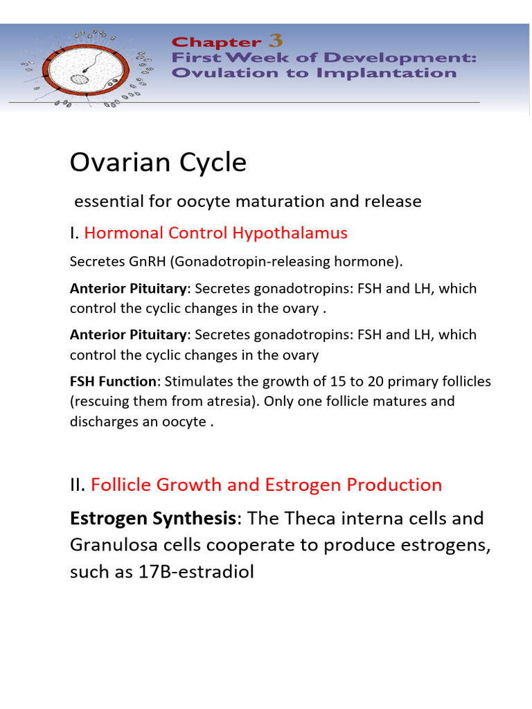 Chapter 3 .Langman | PDF | Luteinizing Hormone | Menstrual Cycle