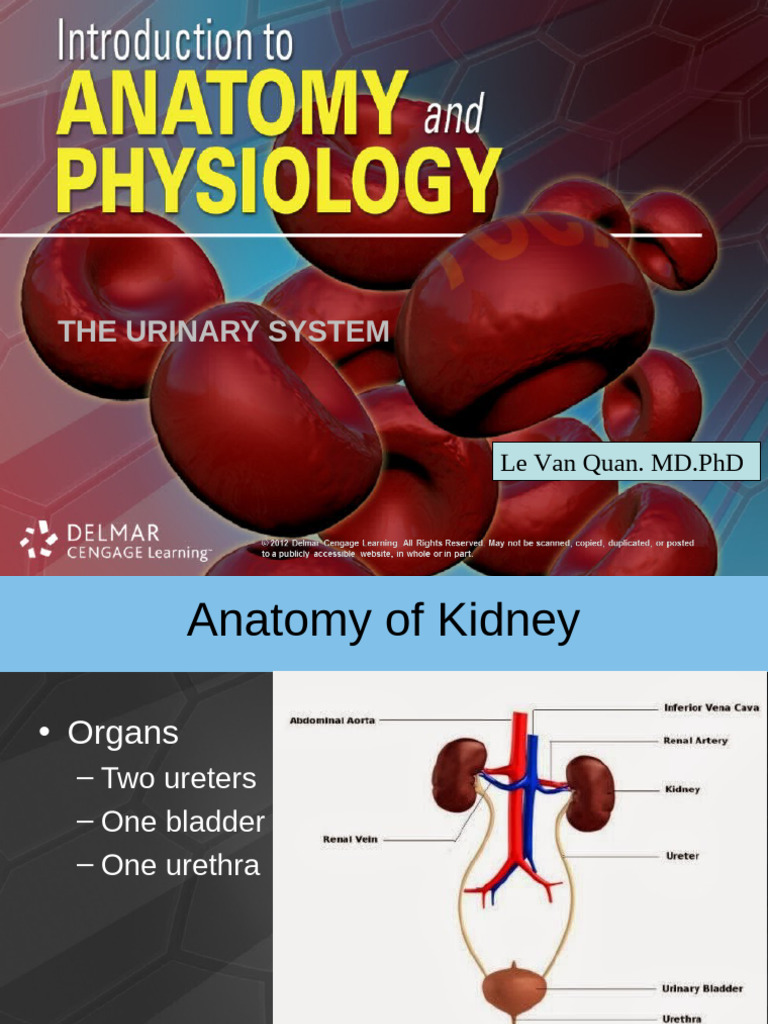 Anatomy and Function of the Urinary System | PDF | Kidney | Organ (Anatomy)
