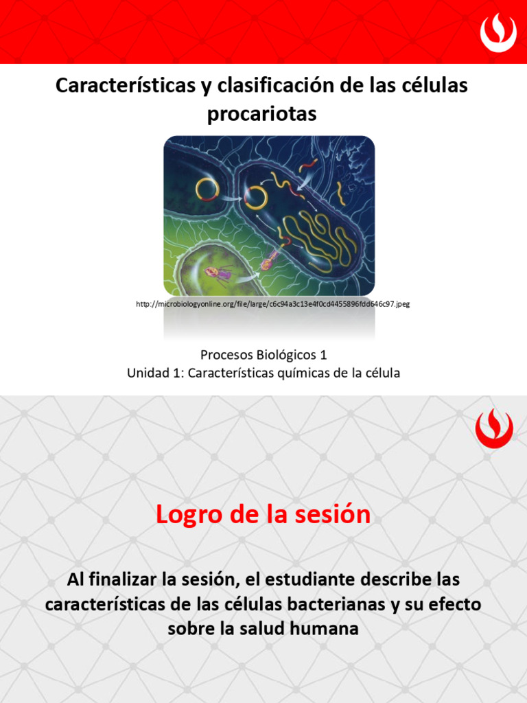 Características de las Células Procariotas | PDF | Las bacterias ...