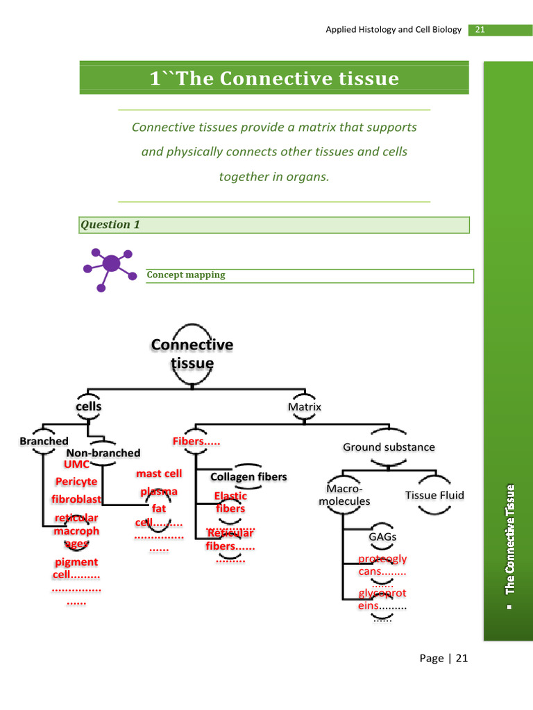 Connective Tissue and Related Disorders | PDF | Connective Tissue | Healing