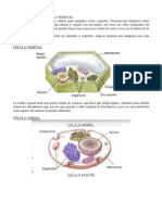 Celula Animal y Celula Vegetal