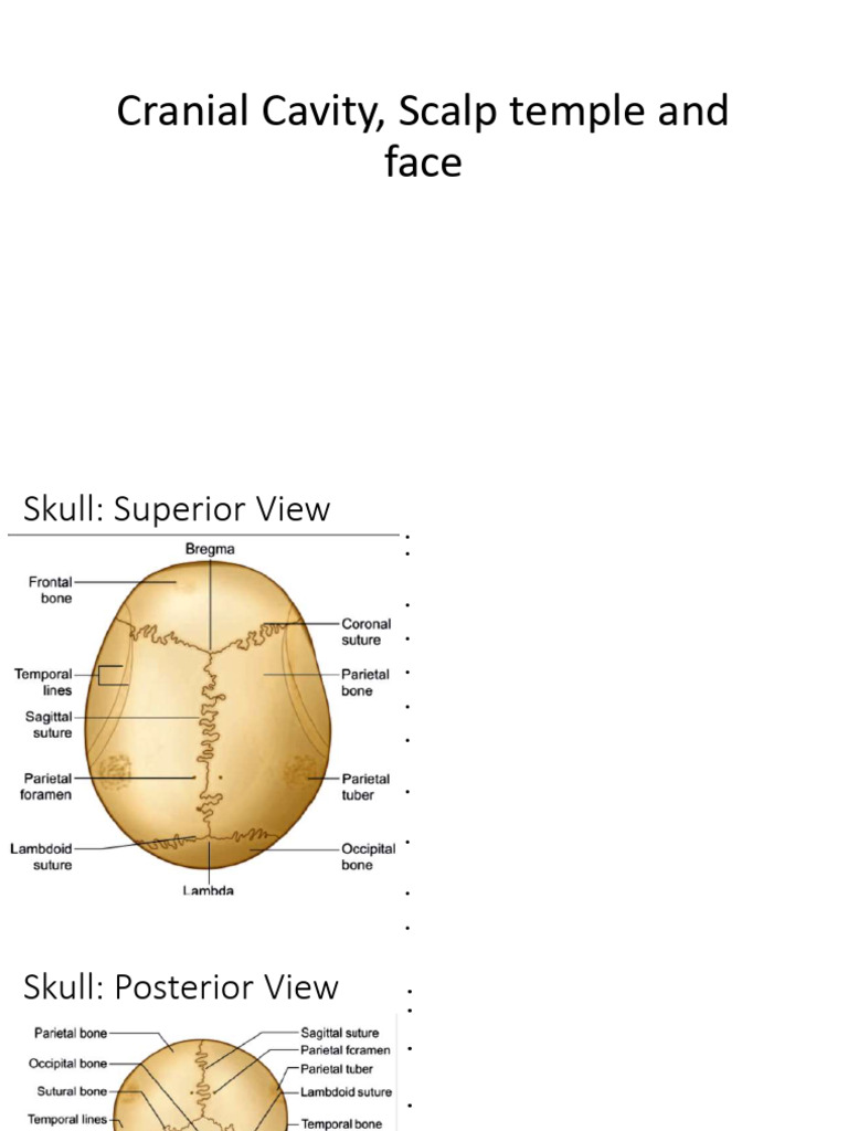 Anatomy of the Human Skull Overview | PDF | Skull | Human Nose