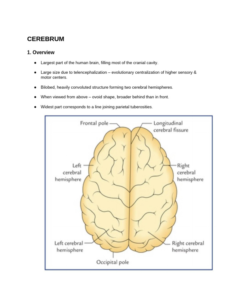 Cerebrum Anatomy by Dr Laiba Irfan | PDF | Cerebral Hemisphere | Cerebrum