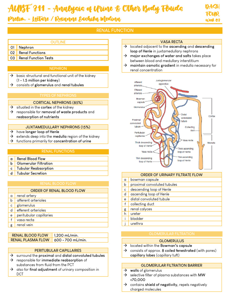 Renal Function and Nephron Analysis | PDF | Kidney | Genitourinary System