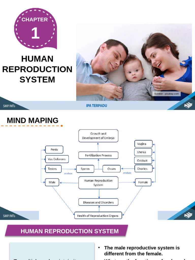 Human Reproduction System Overview | PDF | Reproductive System | Human ...
