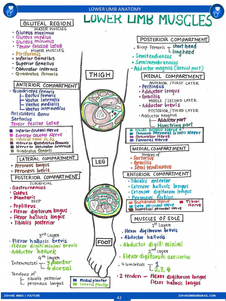 Lower Limb Notes by Johaari Mbbs | PDF