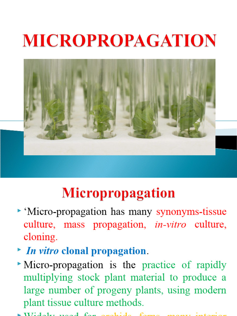 Micropropagation | PDF