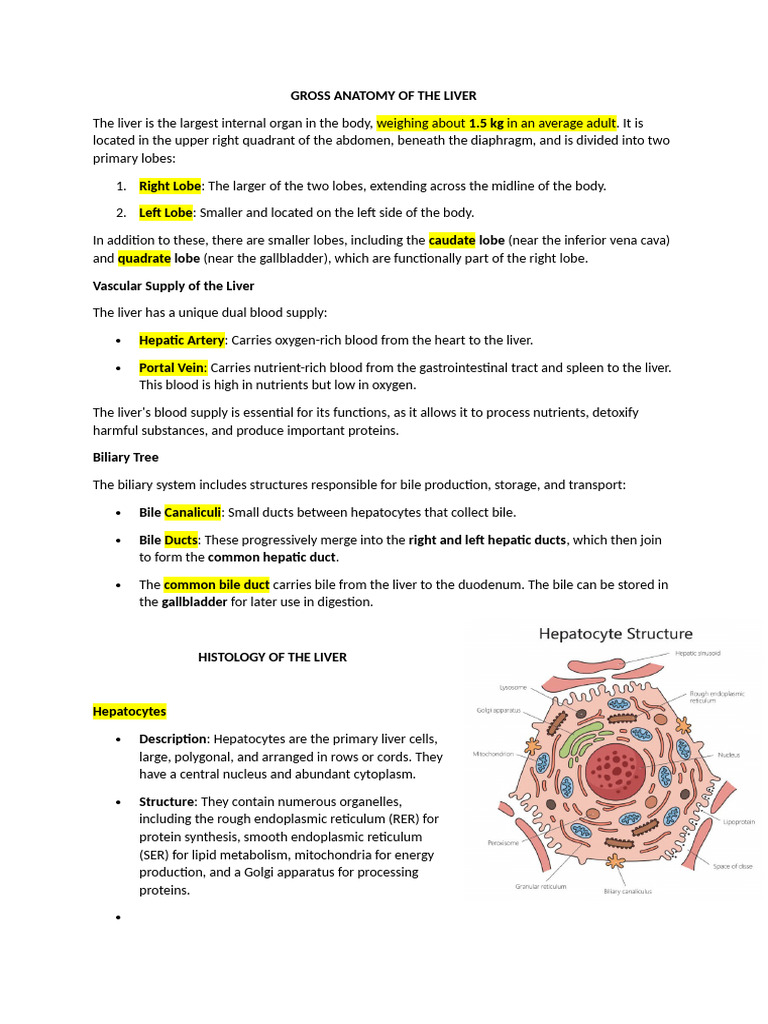 Anatomy of The Liver | PDF | Liver | Hepatocyte