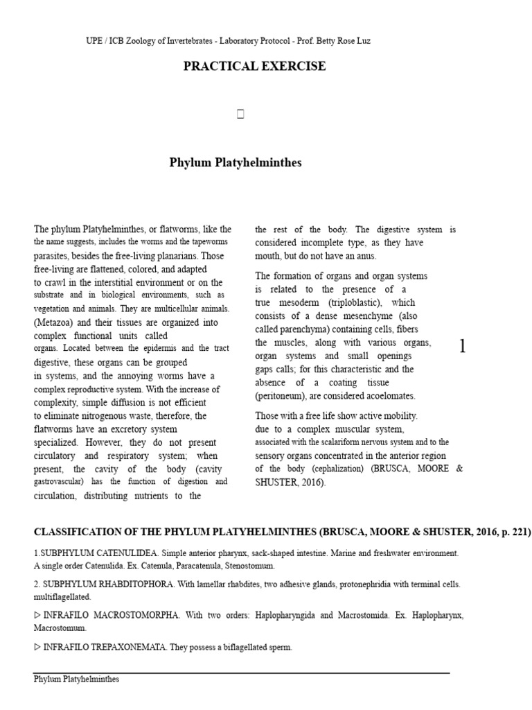 03 Practical Class Phylum Platyhelminthes | PDF | Anatomical Terms Of ...