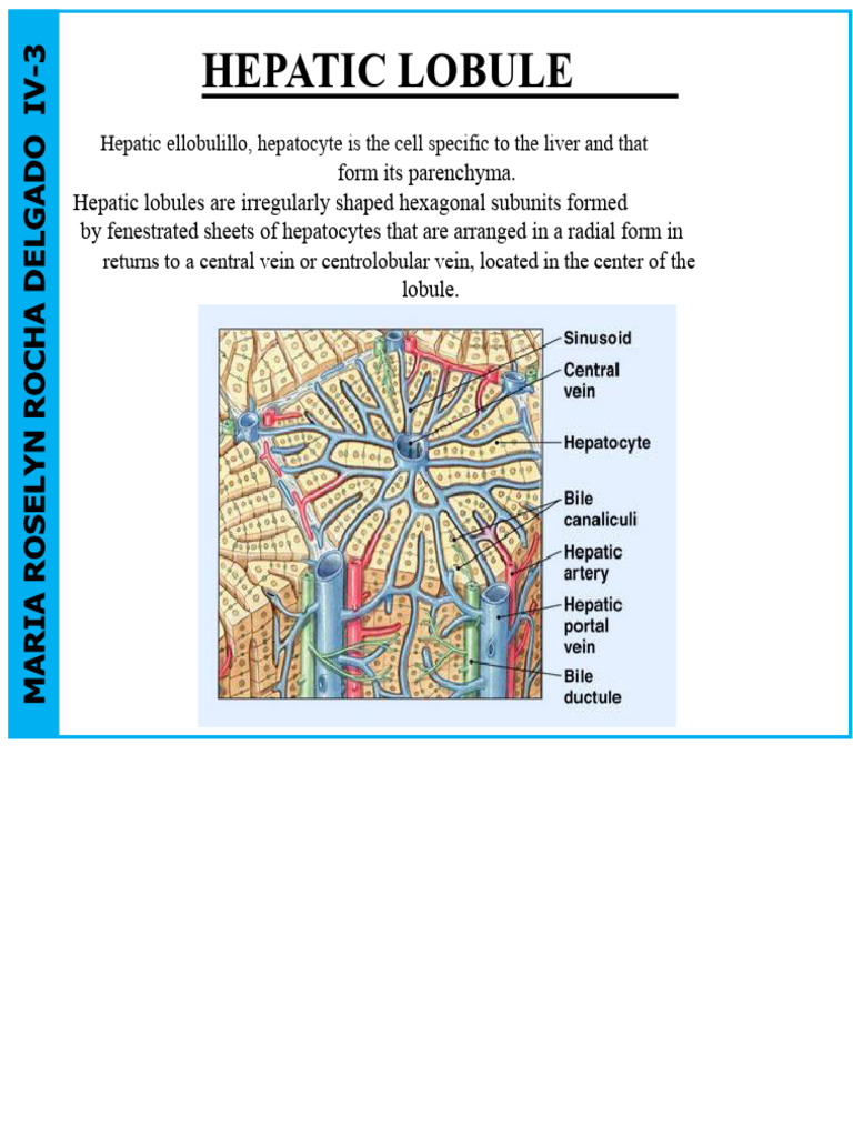 Hepatic Lobule | PDF