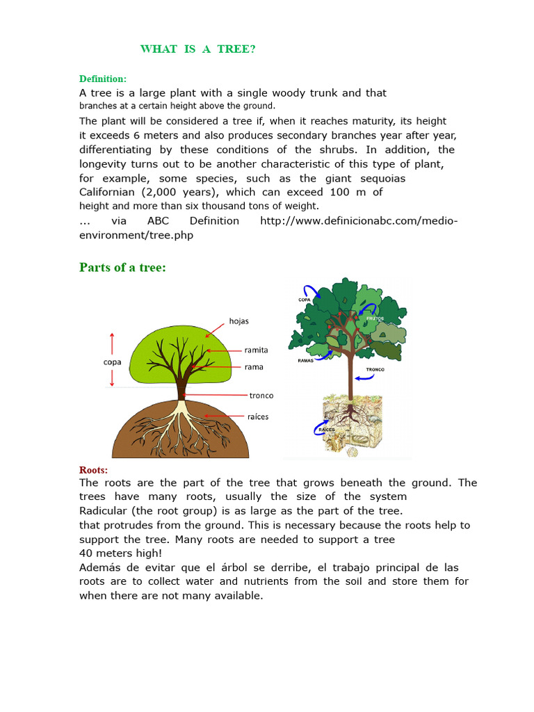 Understanding Tree Structure and Functions | PDF | Wood | Trees