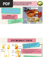 Duck Reproductive Anatomy Overview | PDF | Testicle | Ovary