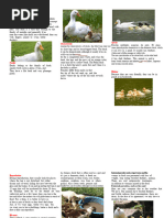 Duck Life Cycle: Stages Explained | PDF | Duck | Egg