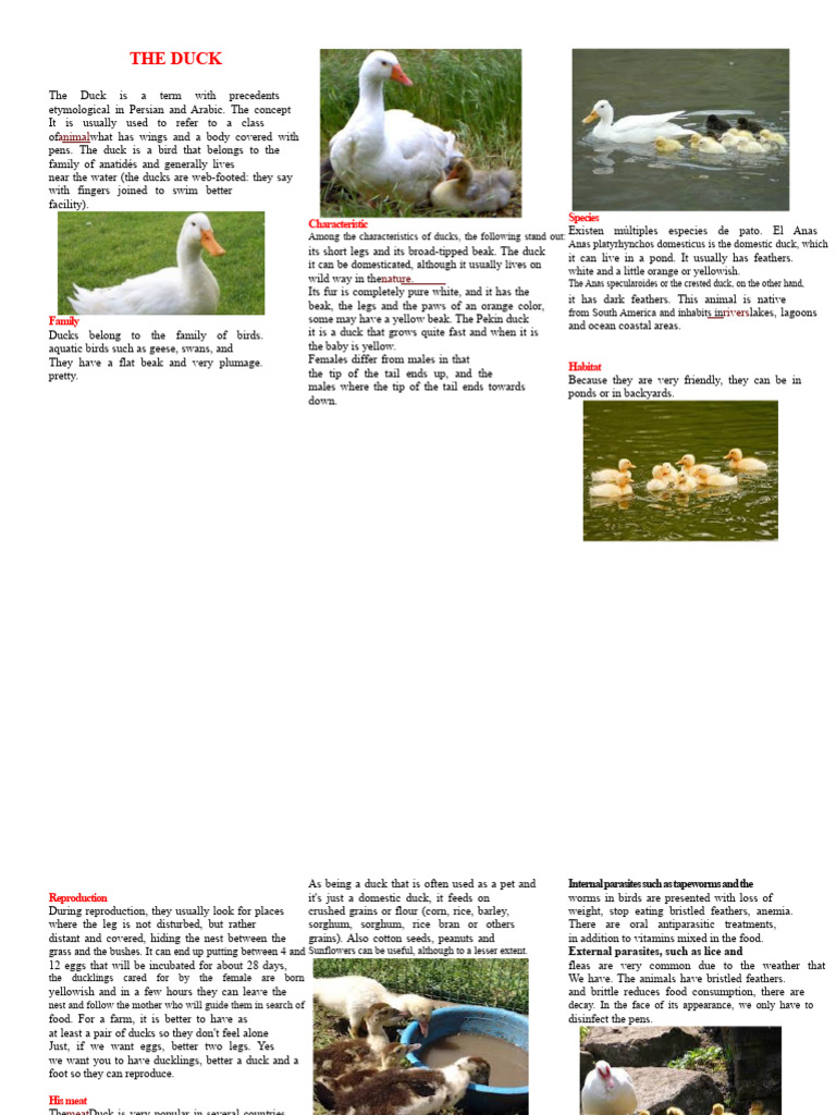 Overview of Domestic Ducks and Care | PDF | Duck | Anatidae