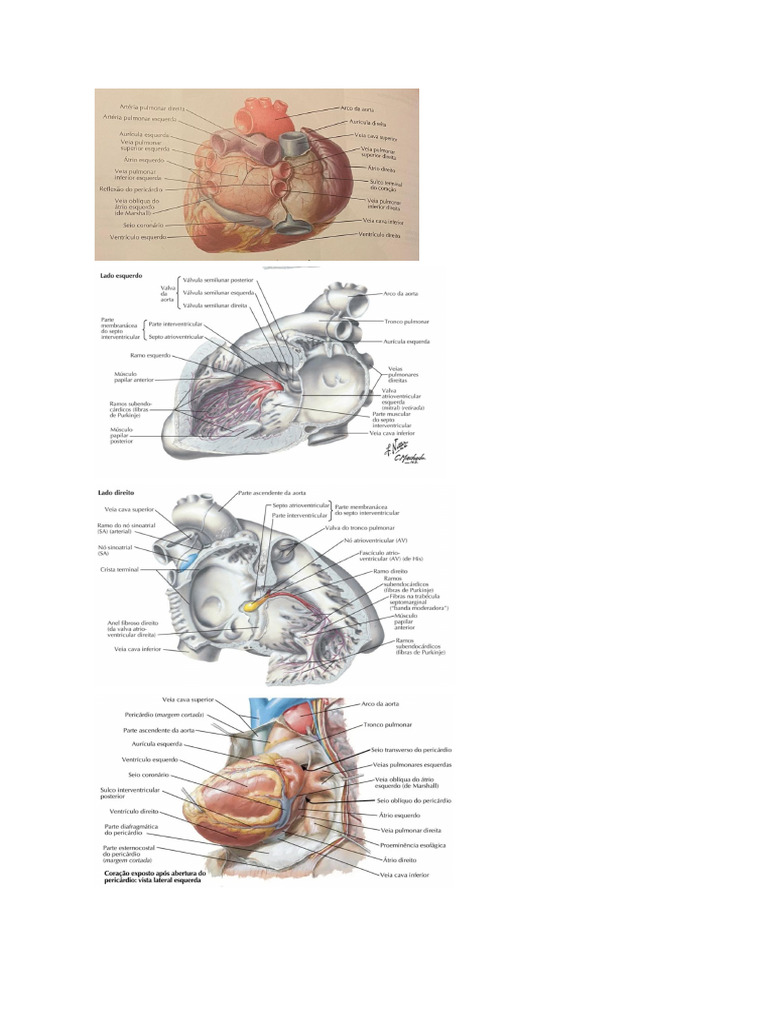 Imagens de Cardio | PDF