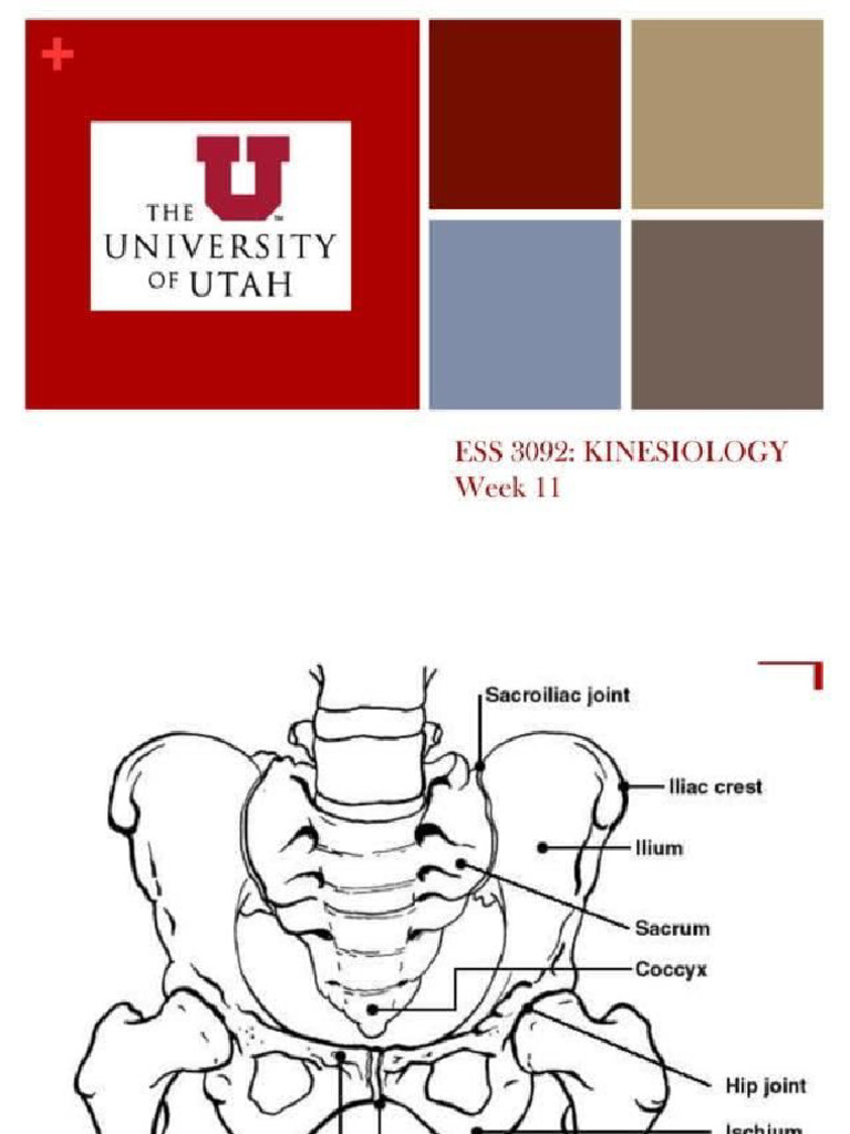 Hip Muscles 1 | PDF